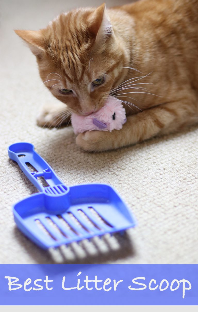 Cat Litter Scoop Reviews Of The Best Cat Litter Scoops Available