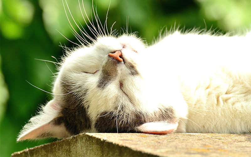 Sleepy black and white cat looking very relaxed