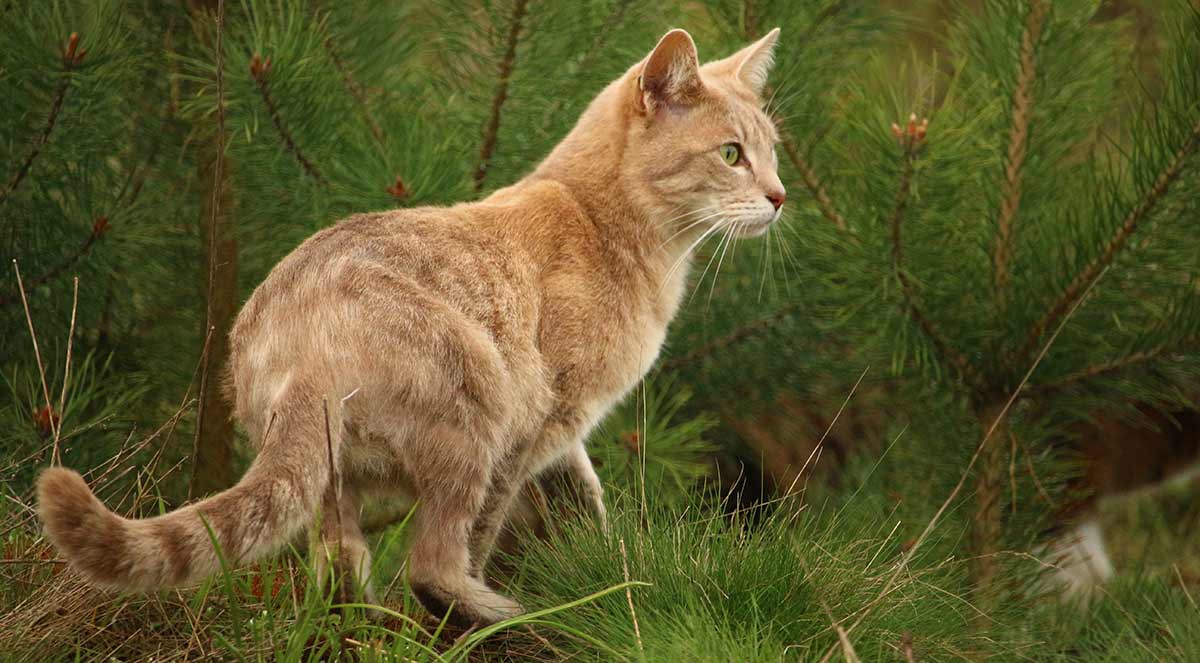 What to feed a stray cat