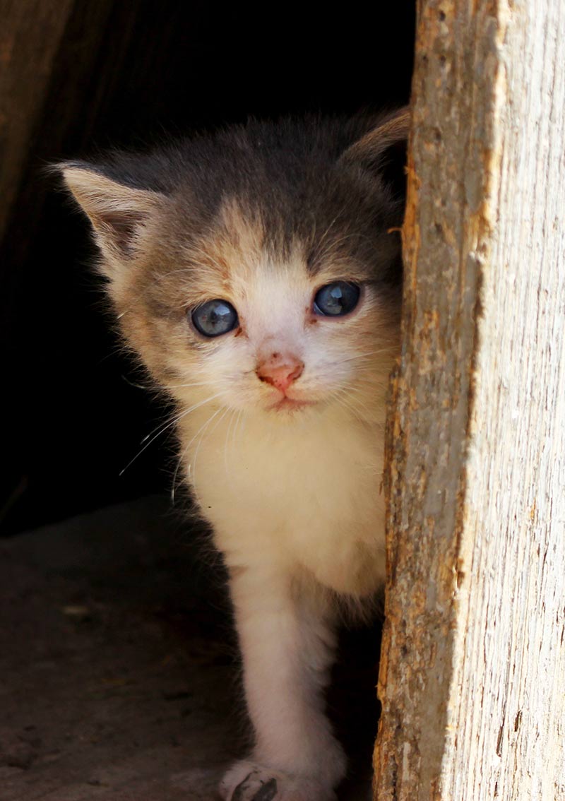 stray kitten not eating