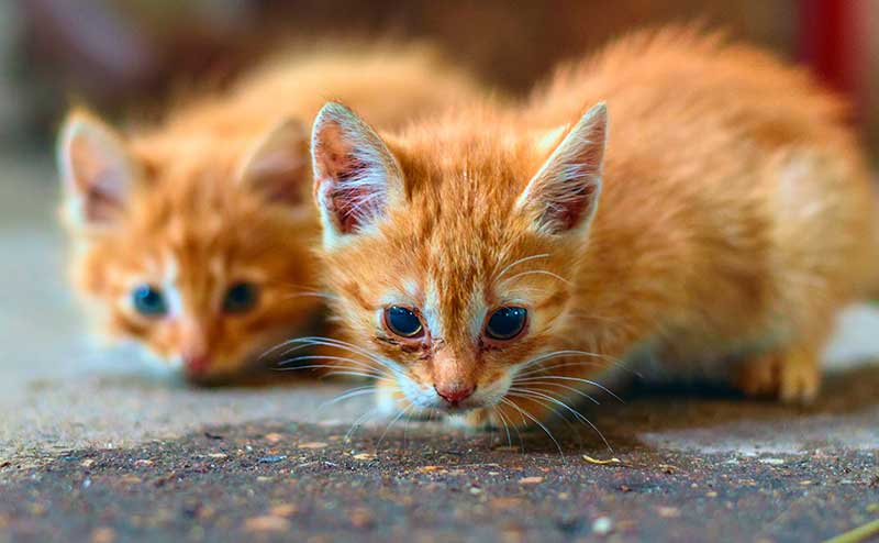 Stray kittens crouching and looking afraid