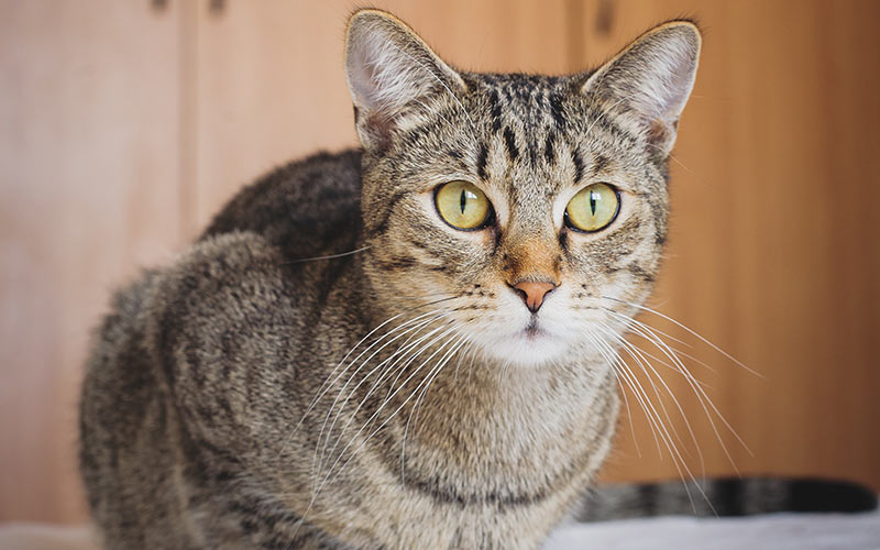 Boy Cat Names 250 Great Male Cat Names From The Happy Boy Cat Names 250 Great Male Cat Names From The Happy