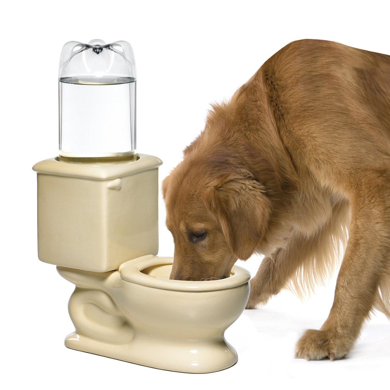 Your Cat's Drinking Water Tips, Fountains, And Our Favorite Water Bowls