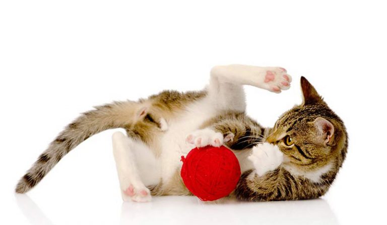 Cat Toys For Indoor Cats