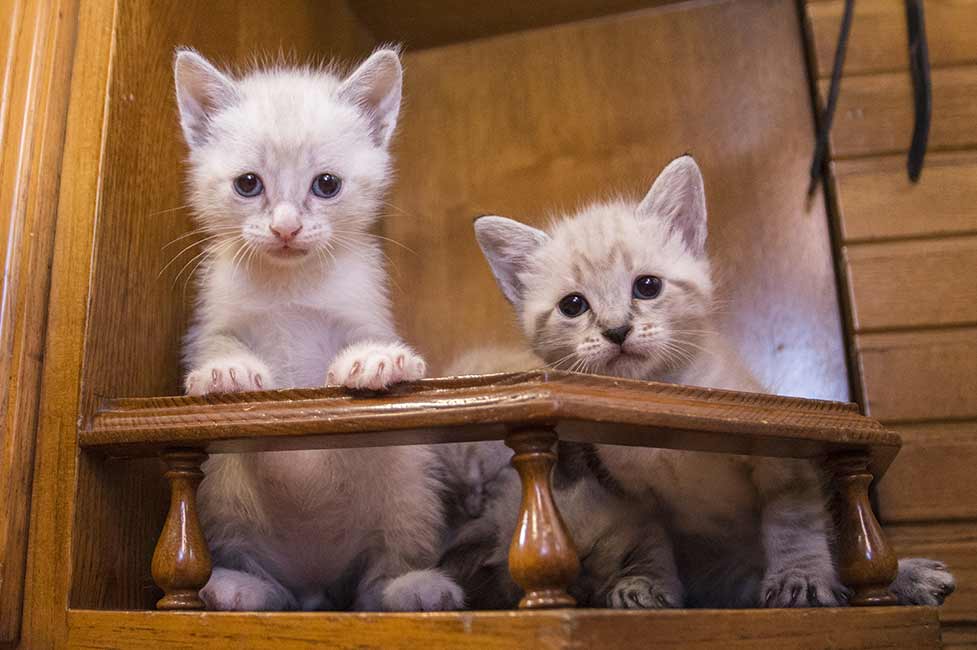 Two sweet kittens