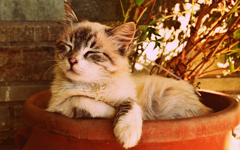 53 HQ Images Magical Cat Names Male / 400+ Cat Names: Ideas for Male and Female Cats | PetHelpful 53 HQ Images Magical Cat Names Male / 400+ Cat Names: Ideas for Male and Female Cats | PetHelpful
