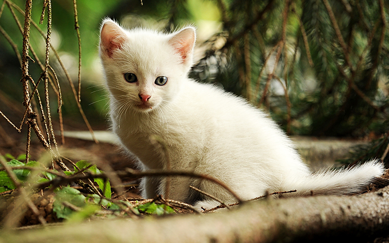 White Female Cat Names - ideas and inspiration for girl cat names