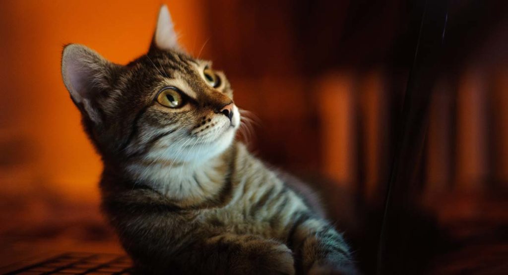 sare cats nocturnal sare cats nocturnal