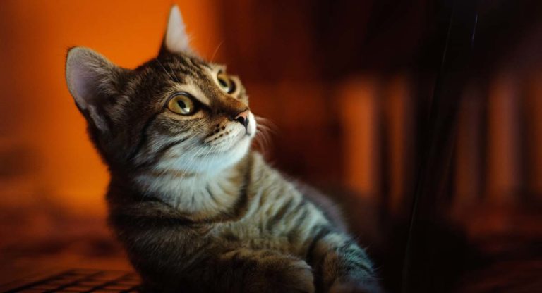 are wild cats nocturnal are wild cats nocturnal