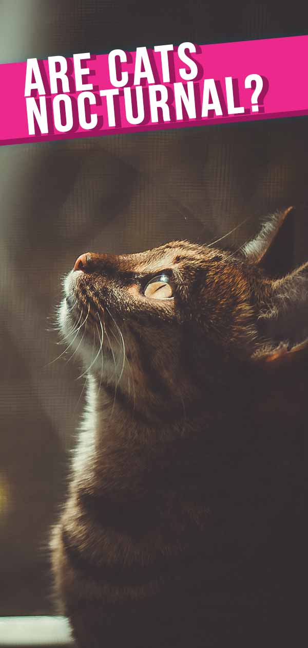 are domestic house cats nocturnal are domestic house cats nocturnal