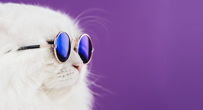 White cat looks cool in sunglasses