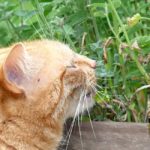 is peppermint oil safe for cats