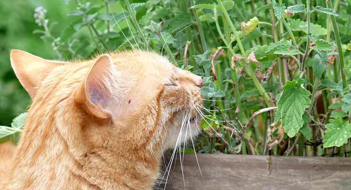 is peppermint oil safe for cats
