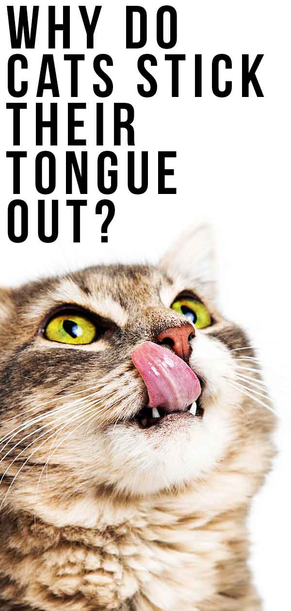 why to cats stick their tongues out