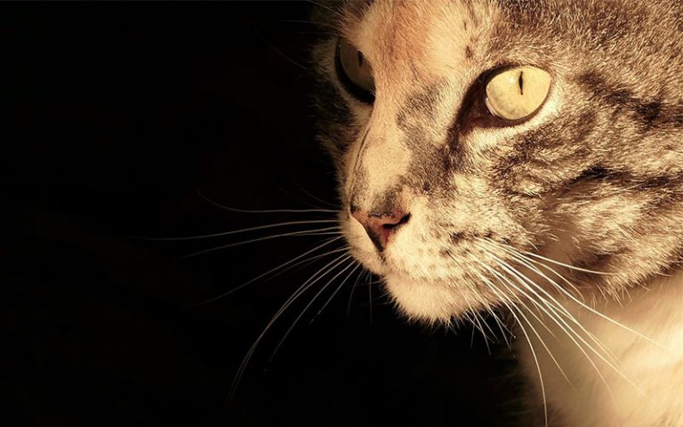 Cat Anxiety – Do Cats Suffer From Separation Anxiety?