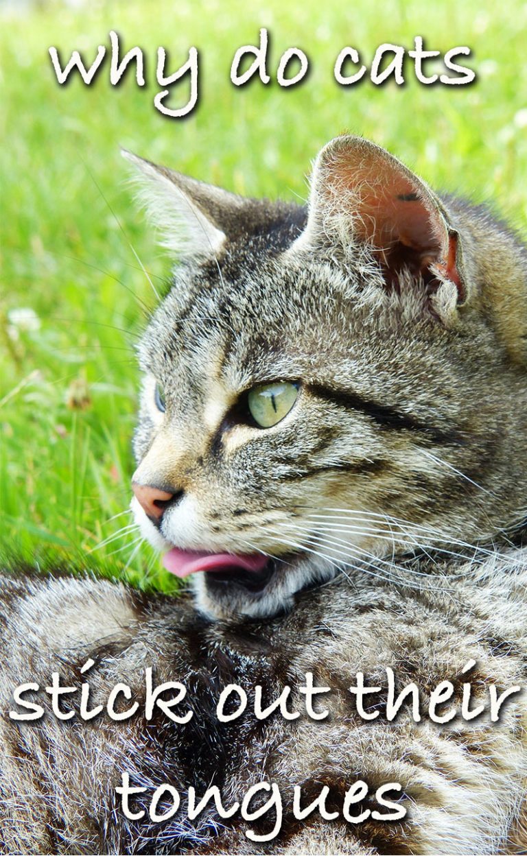 Why Do Cats Stick Their Tongue Out? A Complete Guide