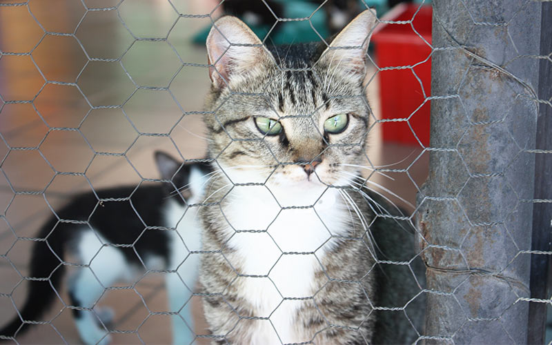 What Is A Cattery And How To Find The Best One