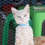 What Is A Cattery And How To Find The Best One