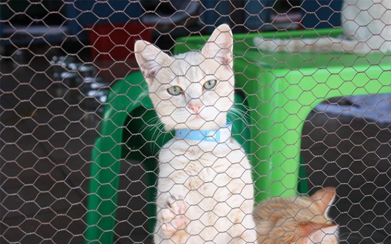 What Is A Cattery And How To Find The Best One