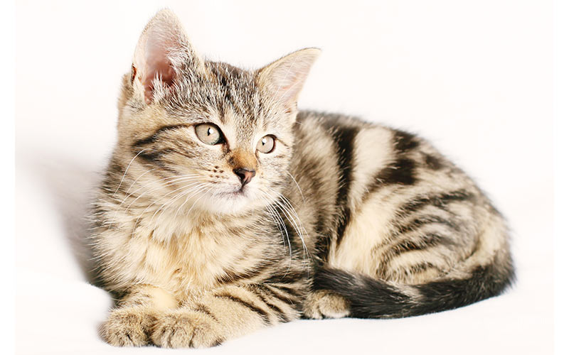 Cool Cat Names Discover Over 300 Cool Names For Boy And Girl Cats cool-cat-names-discover-over-300-cool-names-for-boy-and-girl-cats