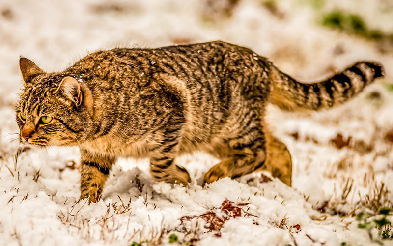 Nomi unici freddi per gatti