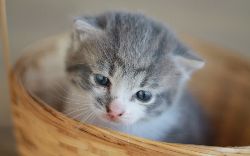 Coole kattennamen voor grijze katten