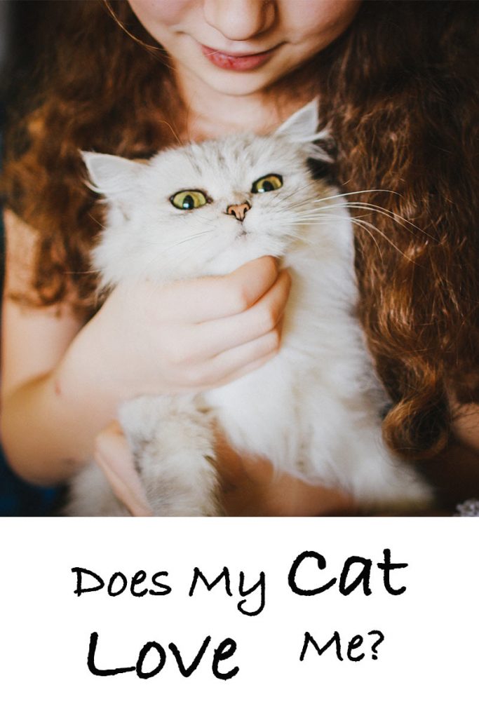 Does My Cat Love Me? A Guide to the Signs of Cat Love