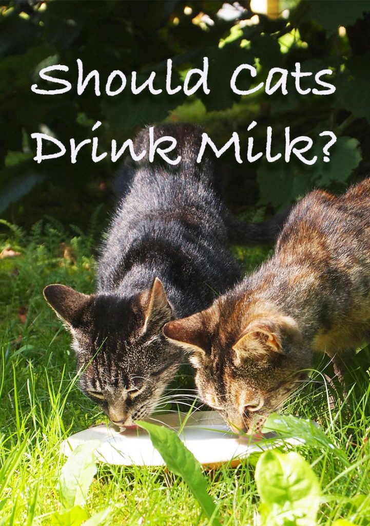 soy milk for cats