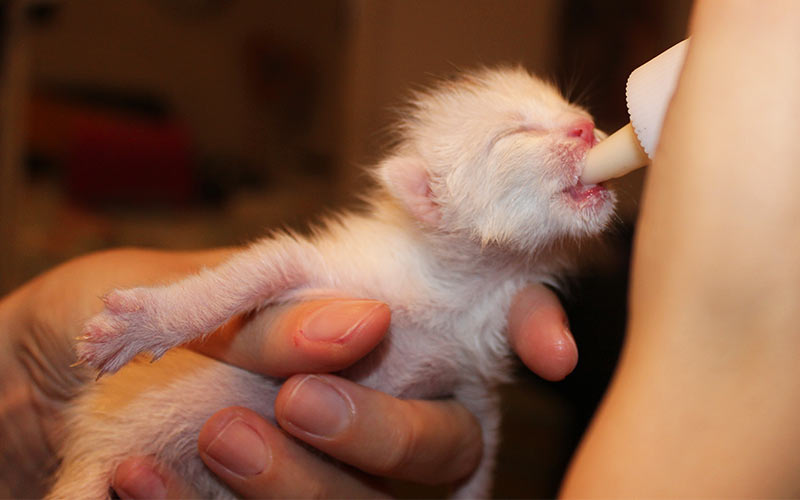 When Do Kittens Stop Drinking Formula 2024 www.oursavior gr