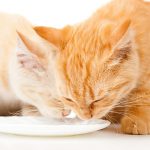 What kind of milk can cats drink?