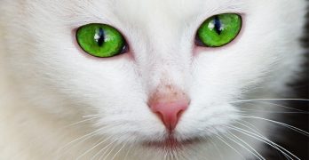 Is Peppermint Safe For Cats?