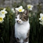 Plants Cats Are Allergic To
