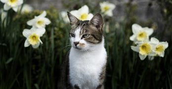 Plants Cats Are Allergic To
