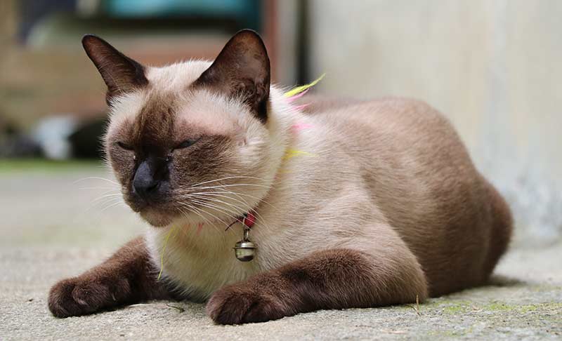 sleepy siamese cat