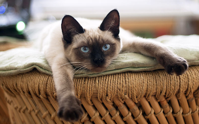 200 Best Siamese Cat Names