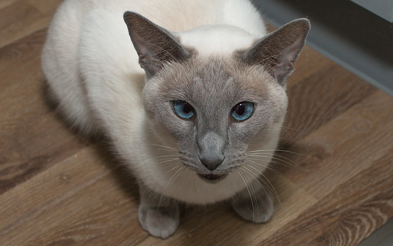 200 Best Siamese Cat Names