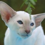 200 Best Siamese Cat Names