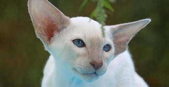 Siamese Cat Names – 200 Best Names For Siamese Cats
