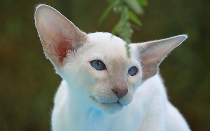 200 Best Siamese Cat Names