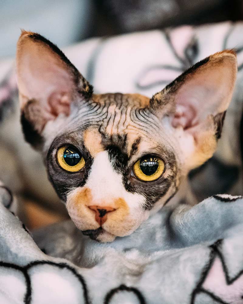 How Long Do Cats Live A Guide To Cat Lifespan And Living Longer