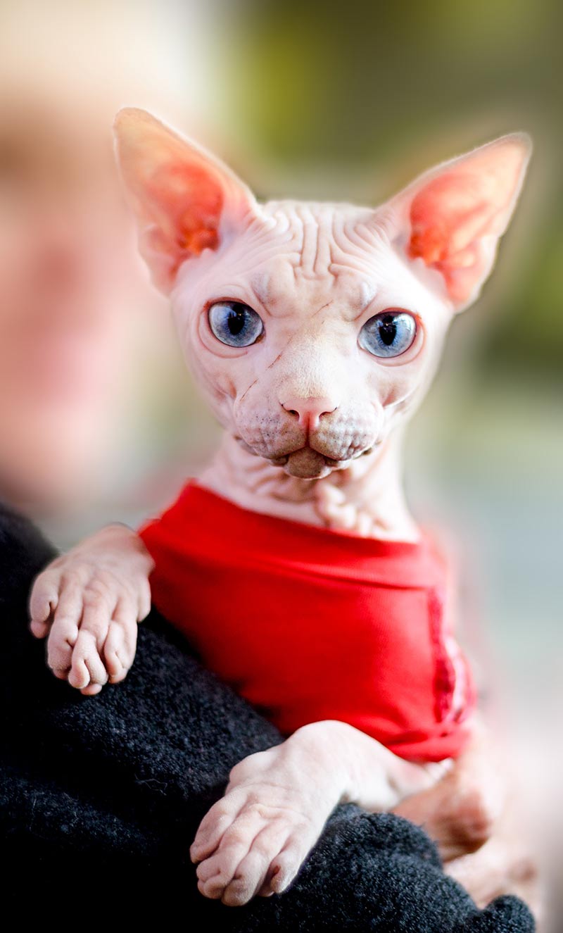 If it's cold enough for you to need a sweater, your sphynx cat may need one too