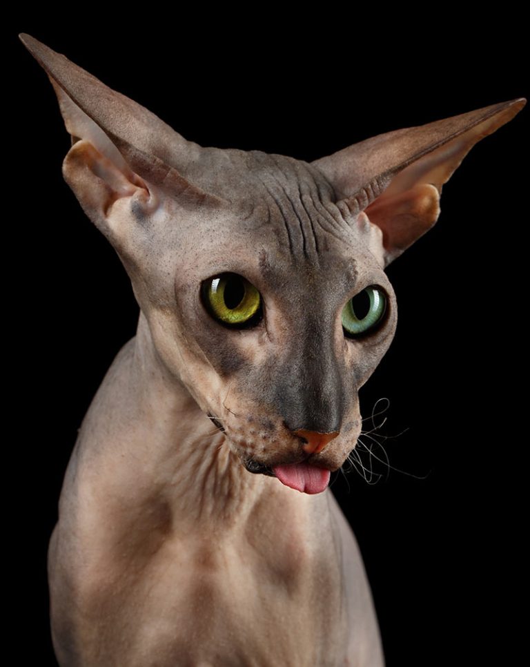 Sphynx Cat Find Out About Life With A Hairless Cat Breed