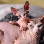 Sphynx cats: kitten with mother