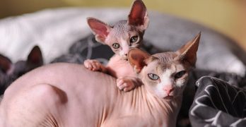 Sphynx cats: kitten with mother