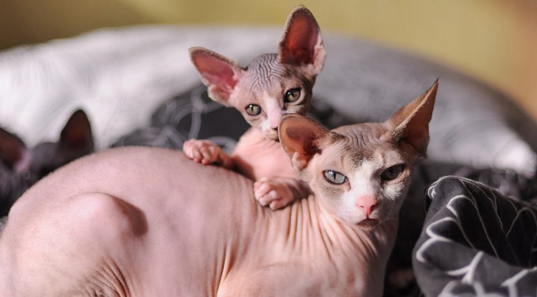 Sphynx cats: kitten with mother
