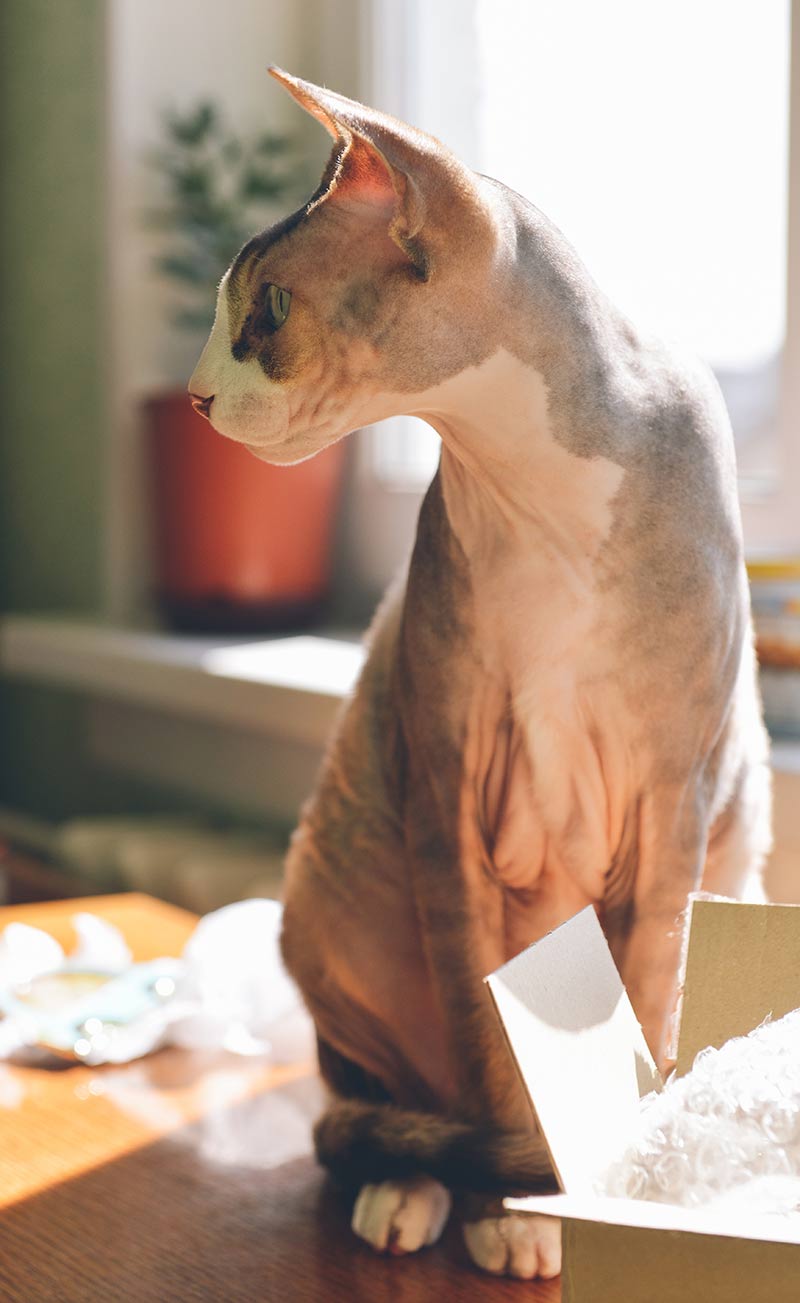 Sphynx cats can be clumsy but are very affectionate