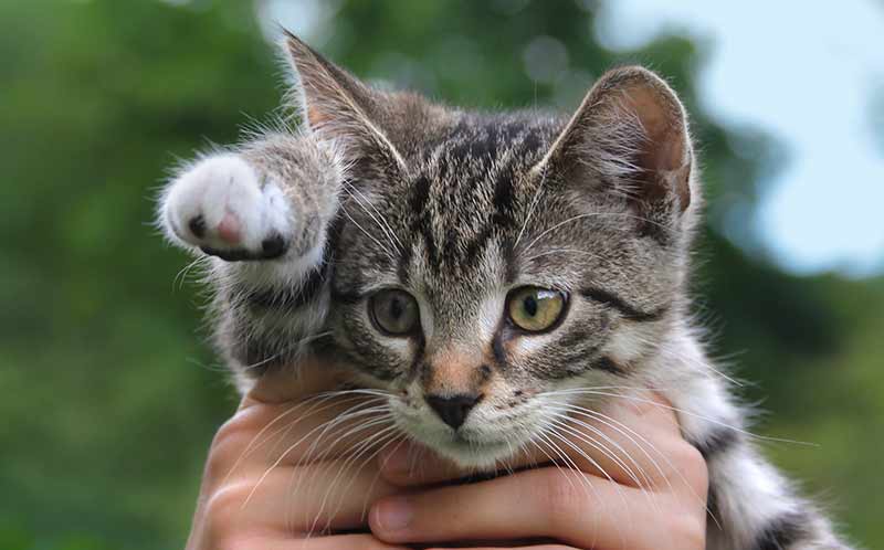 Kitten in someone's hands