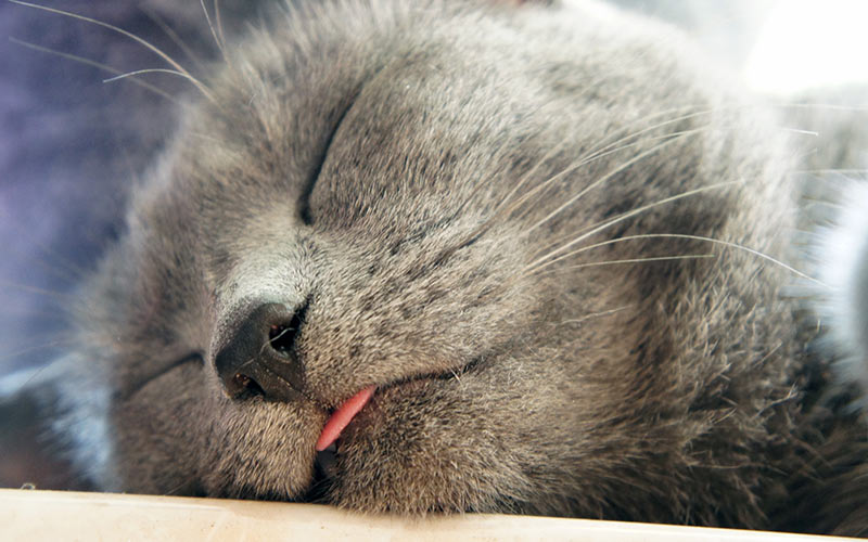 Why Do Cats Stick Out Their Tongues - Cat With Tongue Out