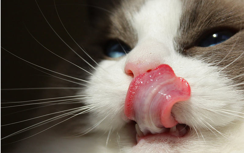 Why Do Cats Stick Out Their Tongues - Cat With Tongue Out