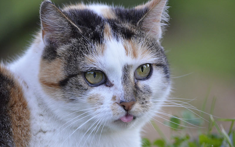 cat drooling tongue out not eating